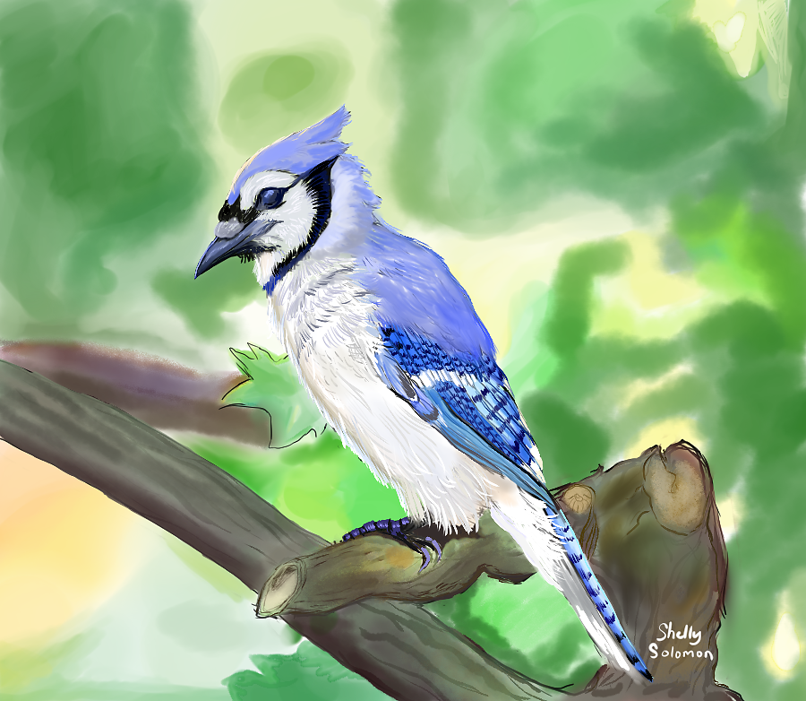 Blue Jay Study